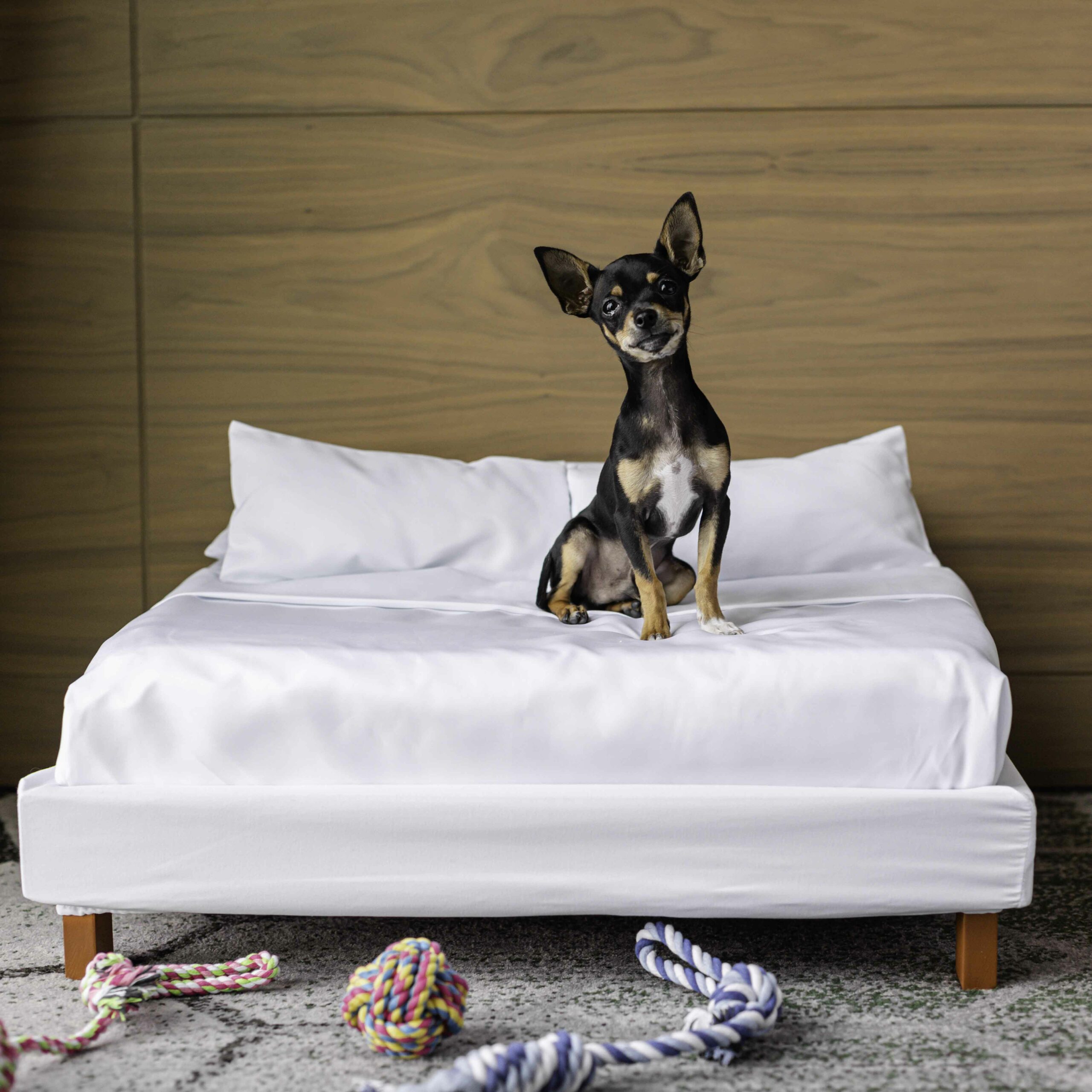 Pup-Approved Travel With Accor - Accor – Newsroom