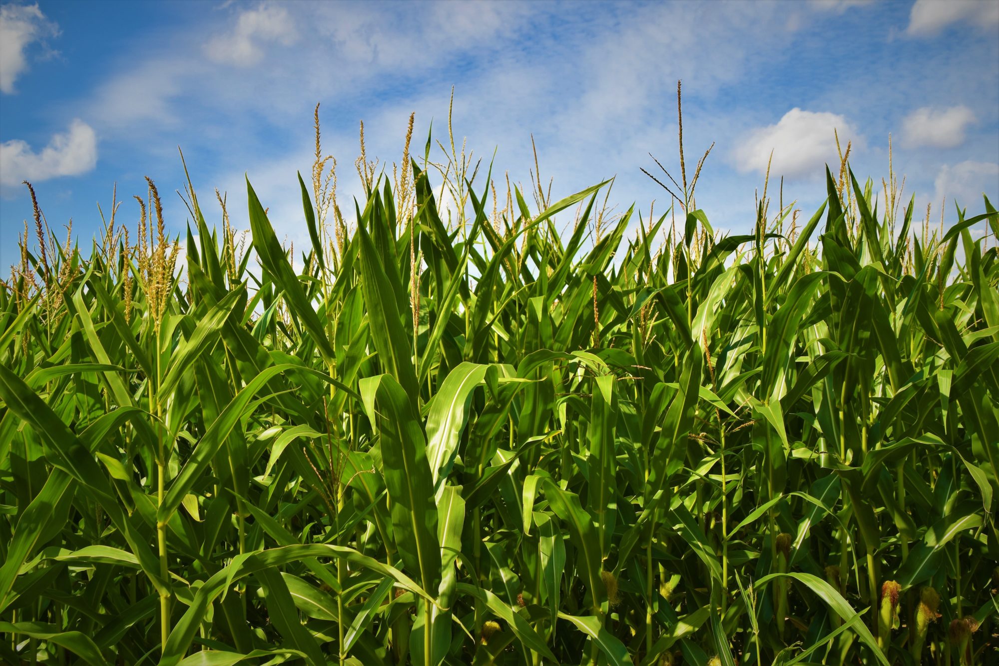 可降解材料聚乳酸（PLA）由包括玉米和木薯等在内的可再生植物原料制作而成